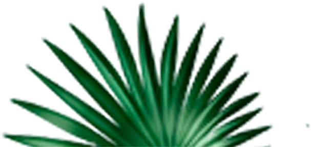 plantas